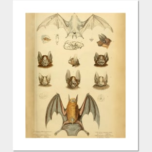 Bat 1 Vintage Wildlife Illustration Posters and Art